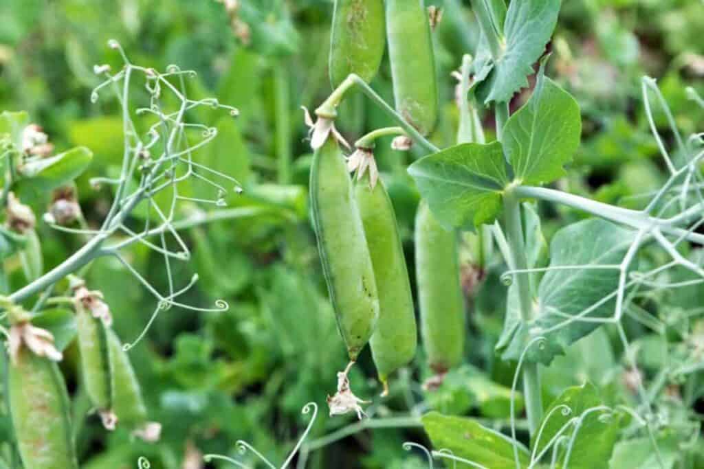 grow sweet peas
