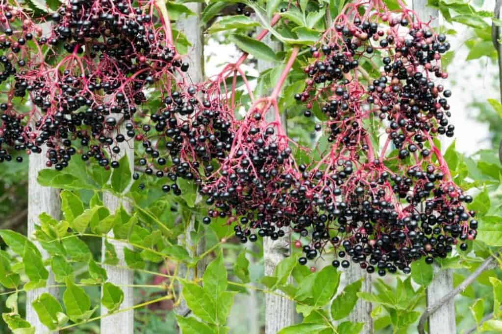 Black Berries