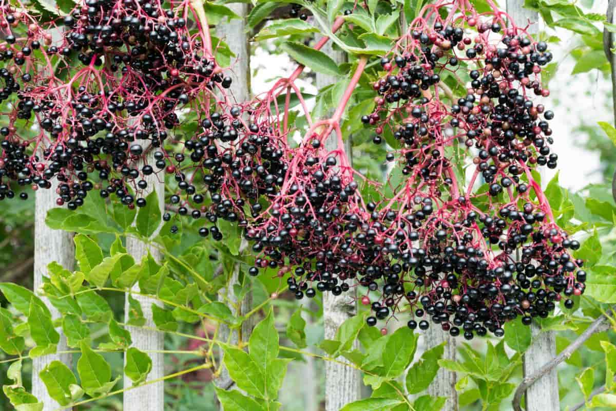 Black Berries