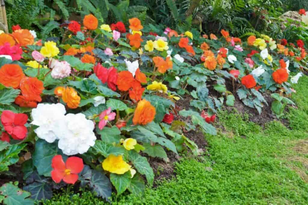 Tuberous Begonias