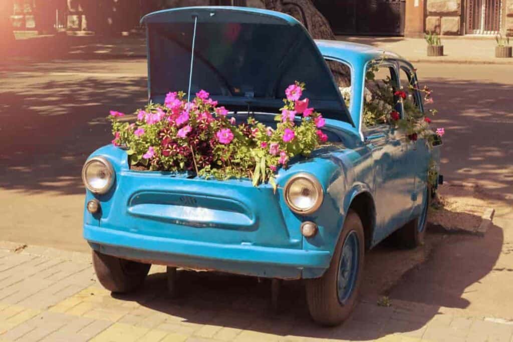 Petunias