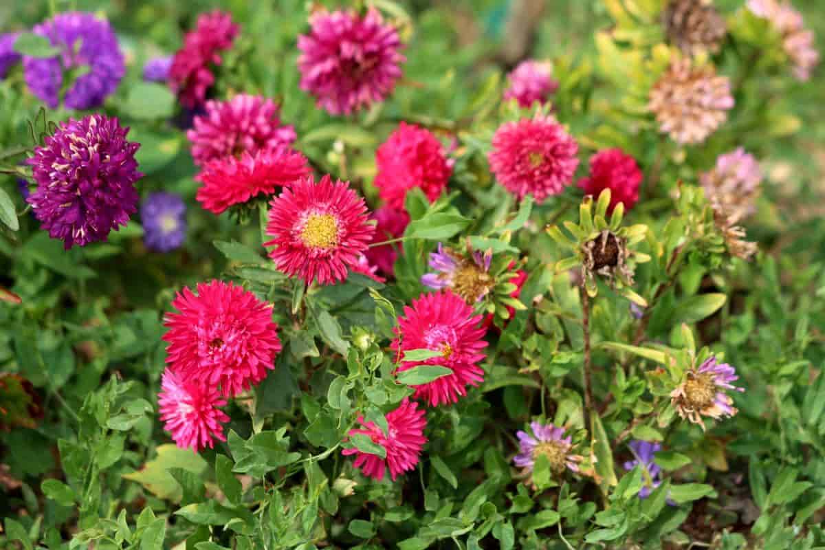 annual asters for garden