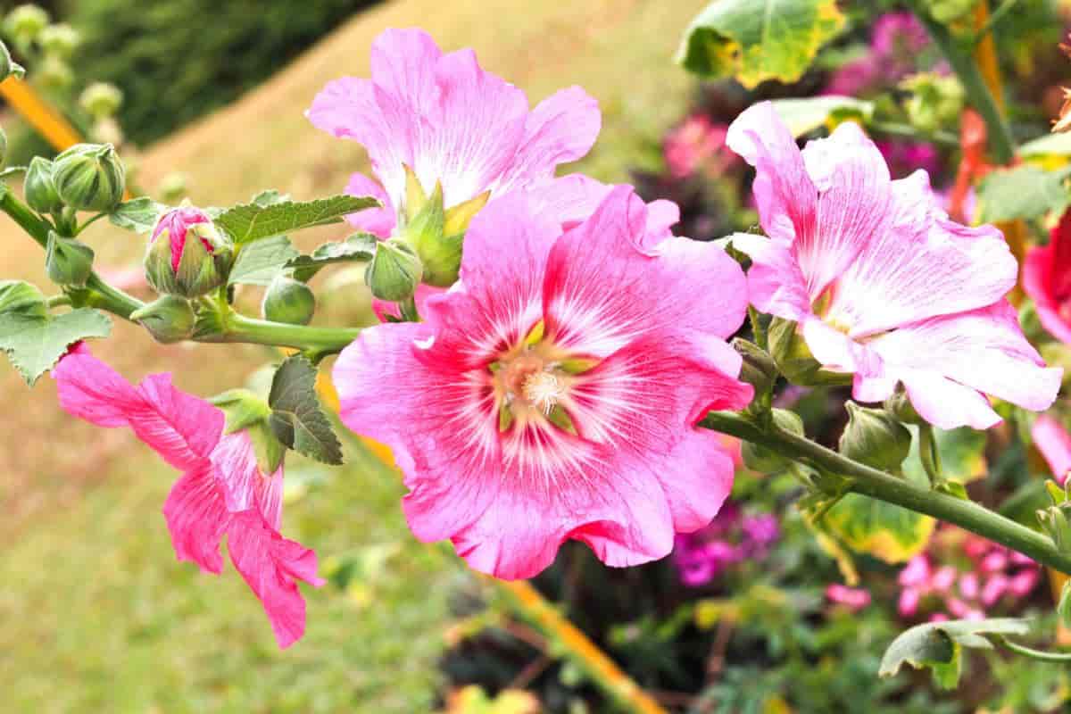 Rediscover Hollyhock