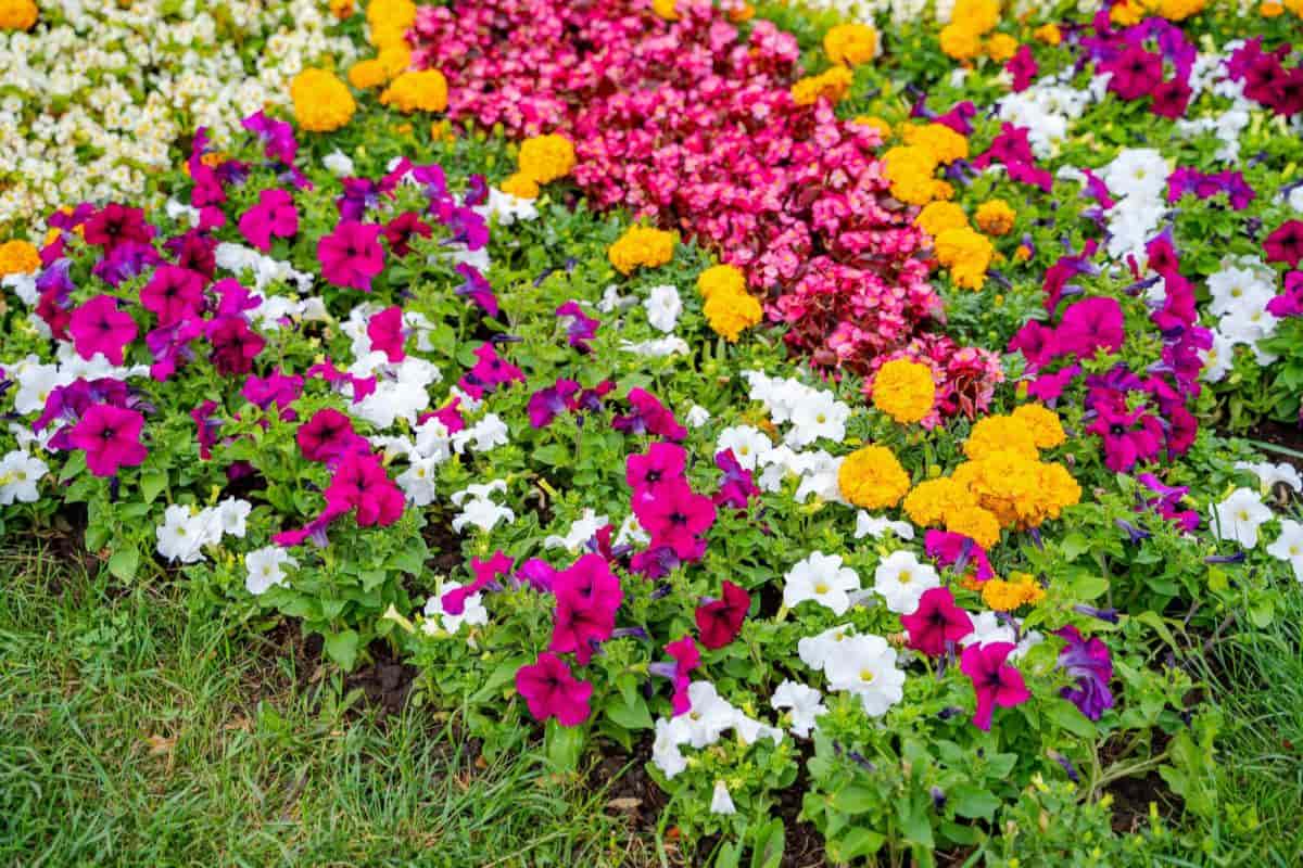 seedman flowers more beautiful