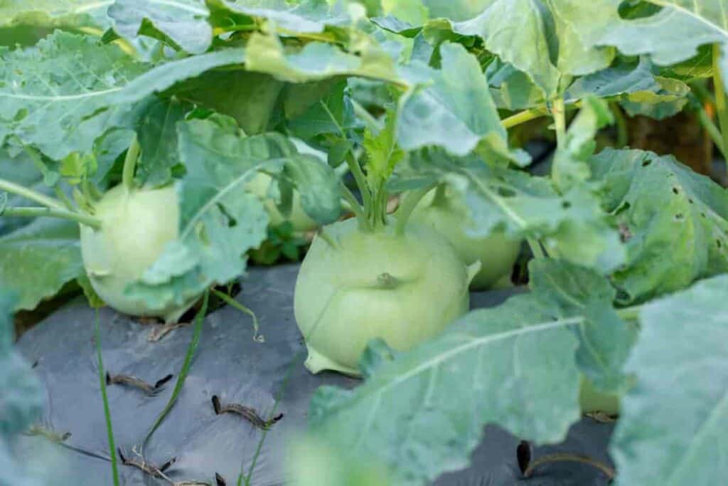 Grow Kohlrabi