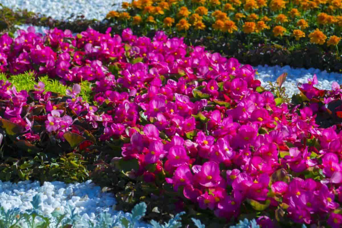 Begonias