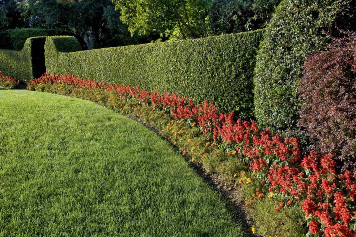 hedges make it yours
