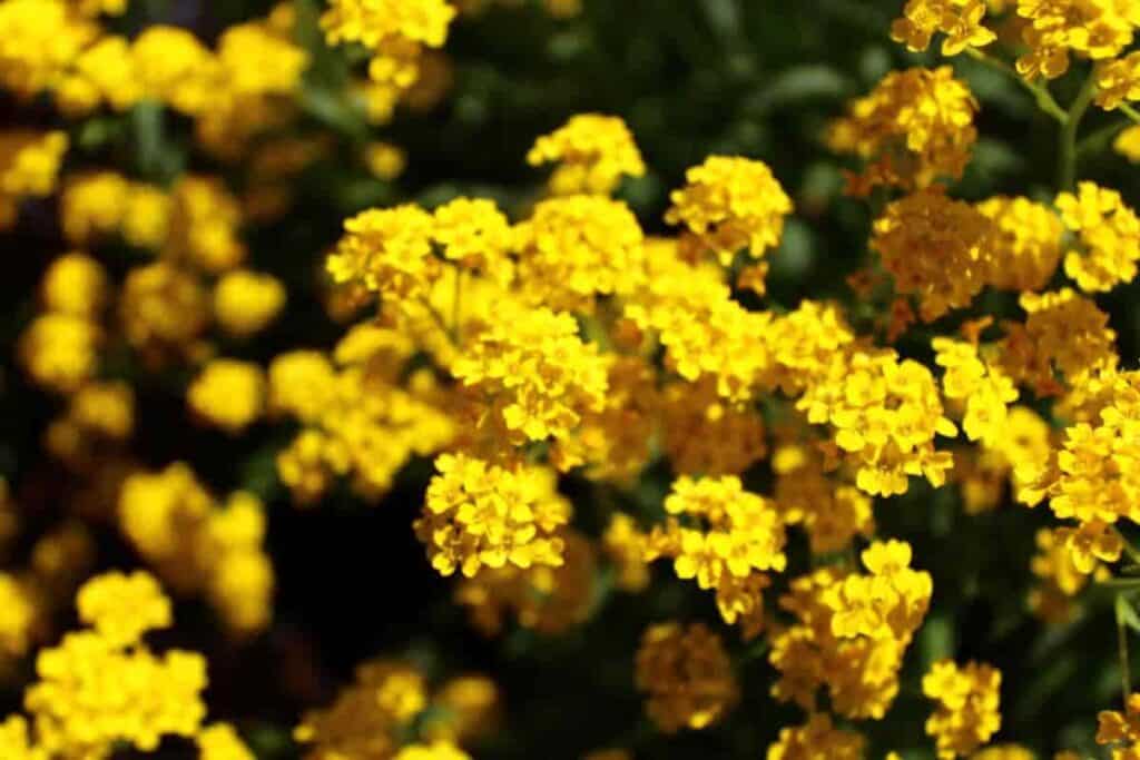 Bright Annuals