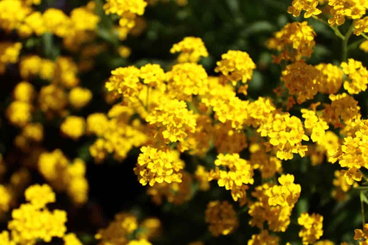 Bright Annuals