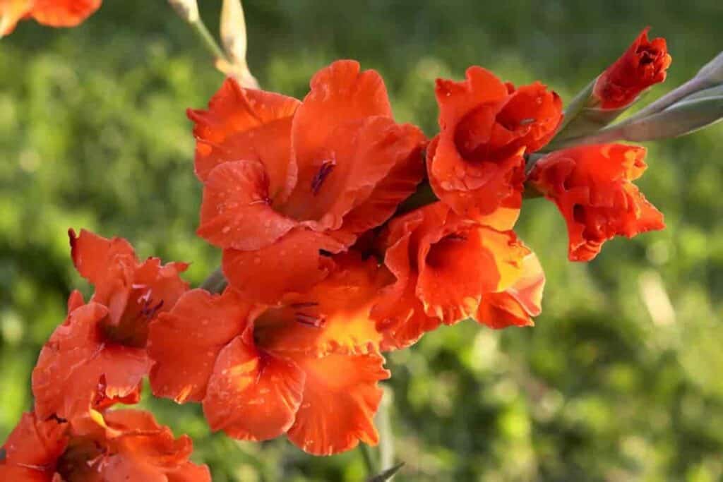 Cutting Glads