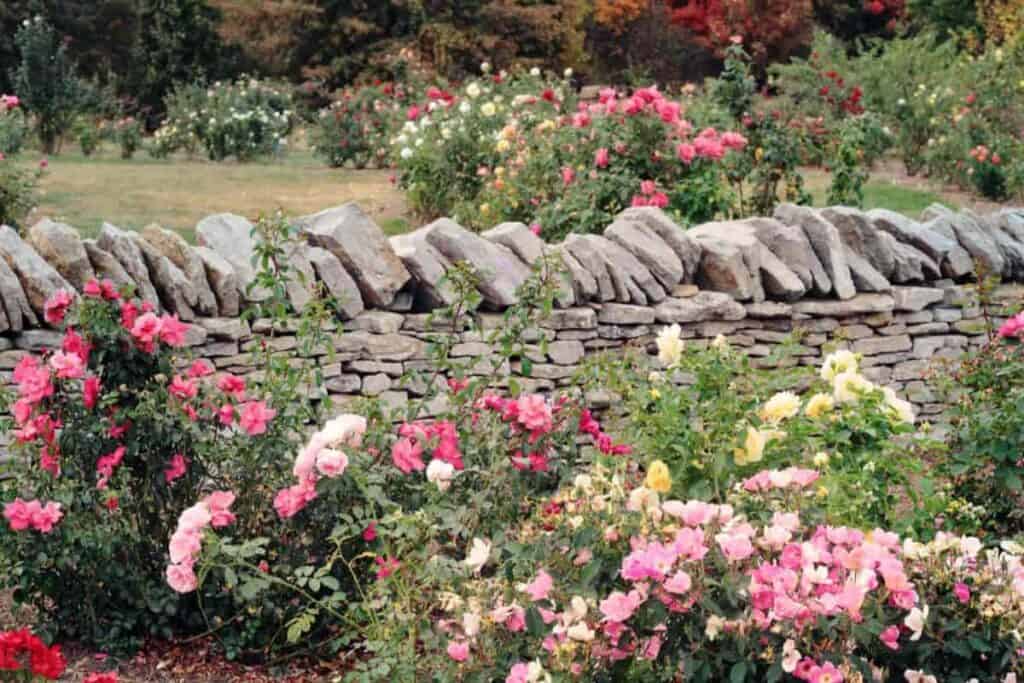 growing roses of course