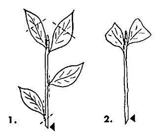 Growing Camellias