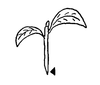 Growing Camellias