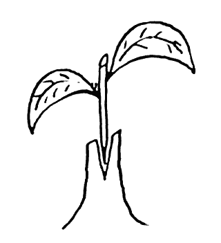 Grafting Camellias