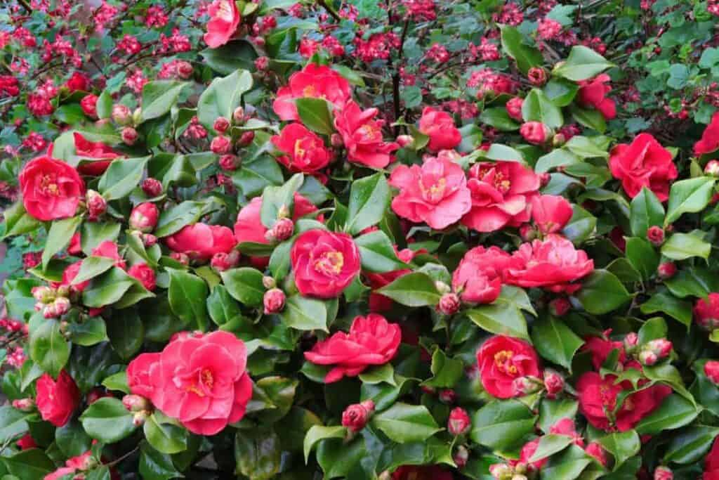 Growing Camellias