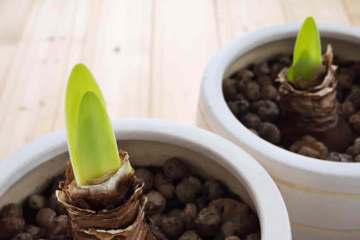 Growing Amaryllis