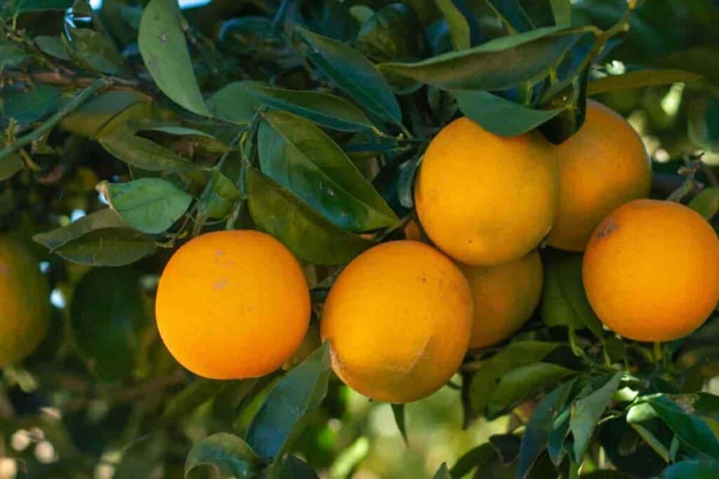 Rare Oranges