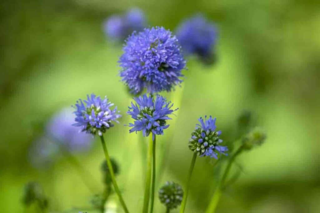 Garden Favorites