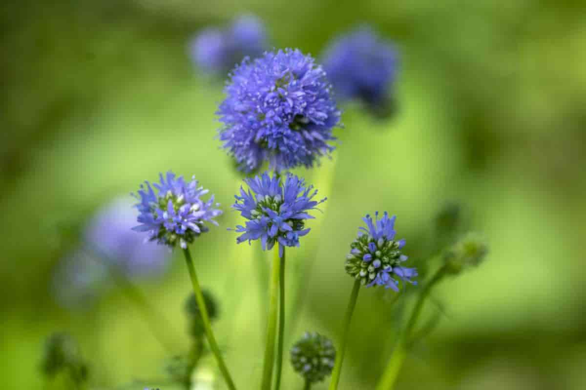 Garden Favorites