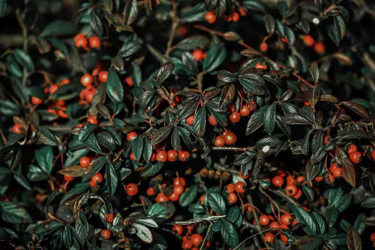 Cotoneaster Types