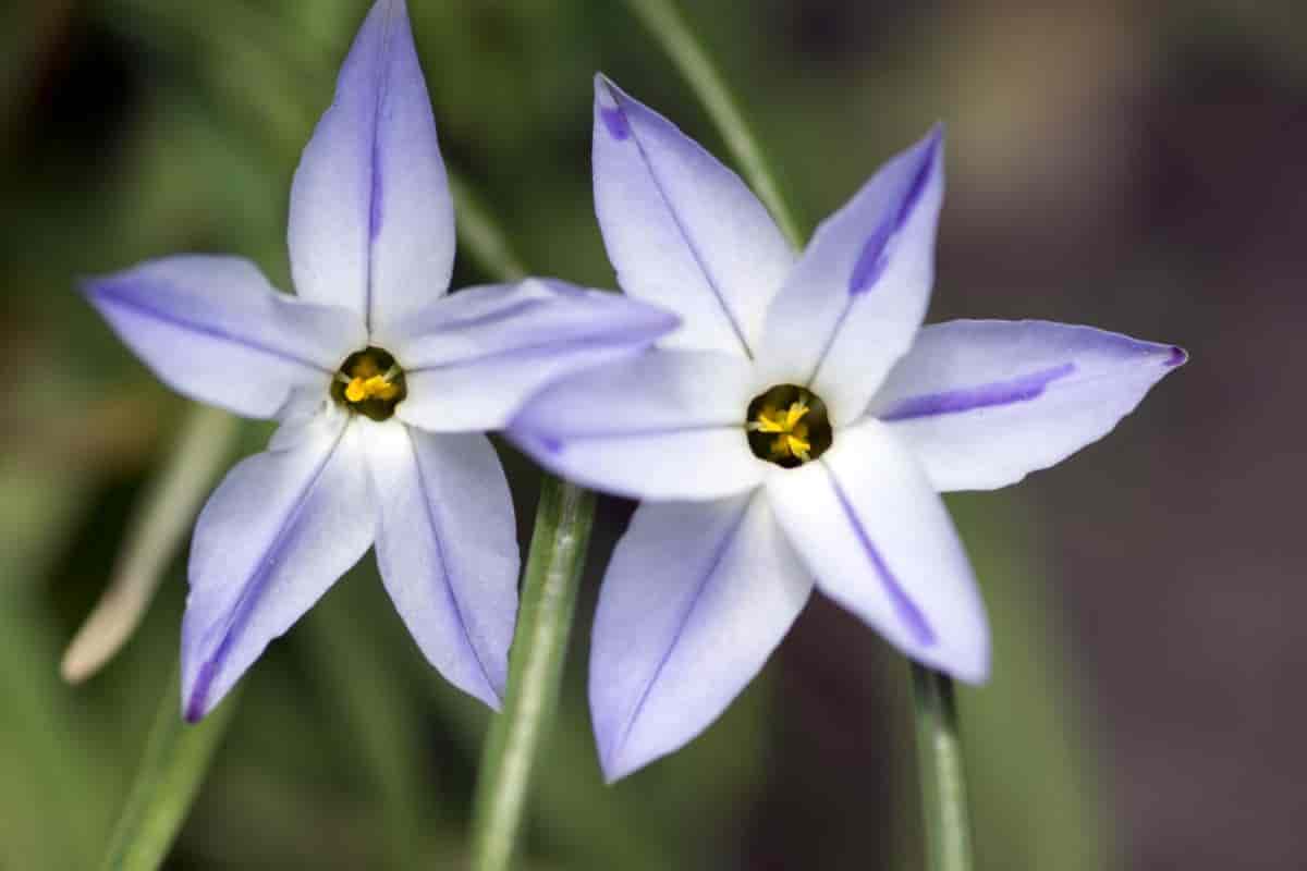 Trio Plants For Springtime