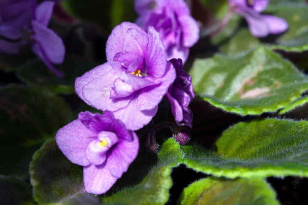 African Violet History