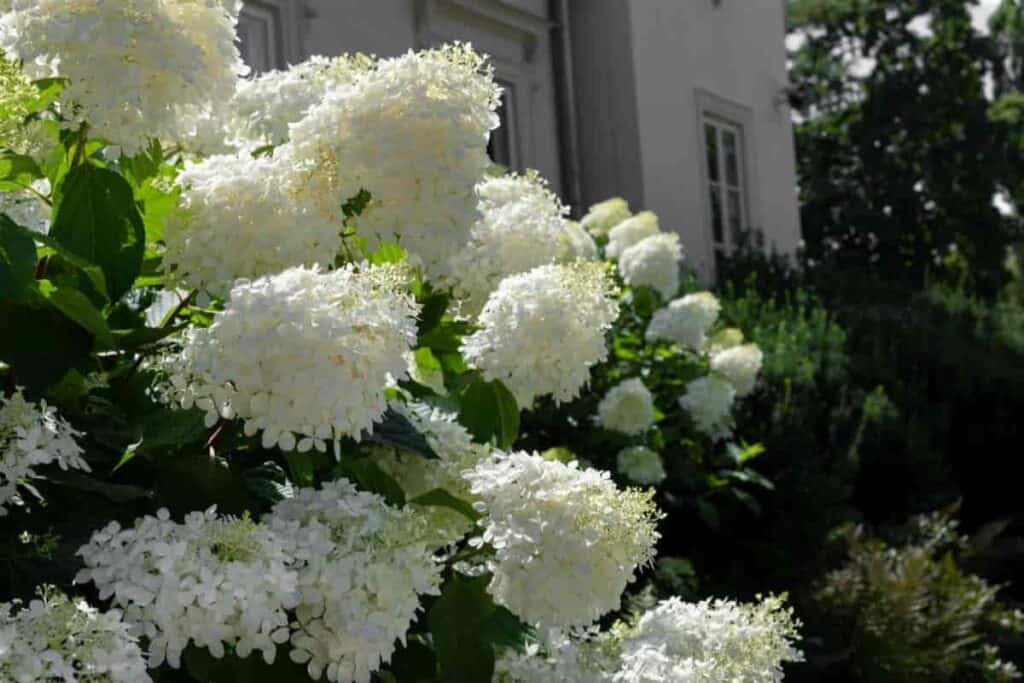 Spring Shrubs