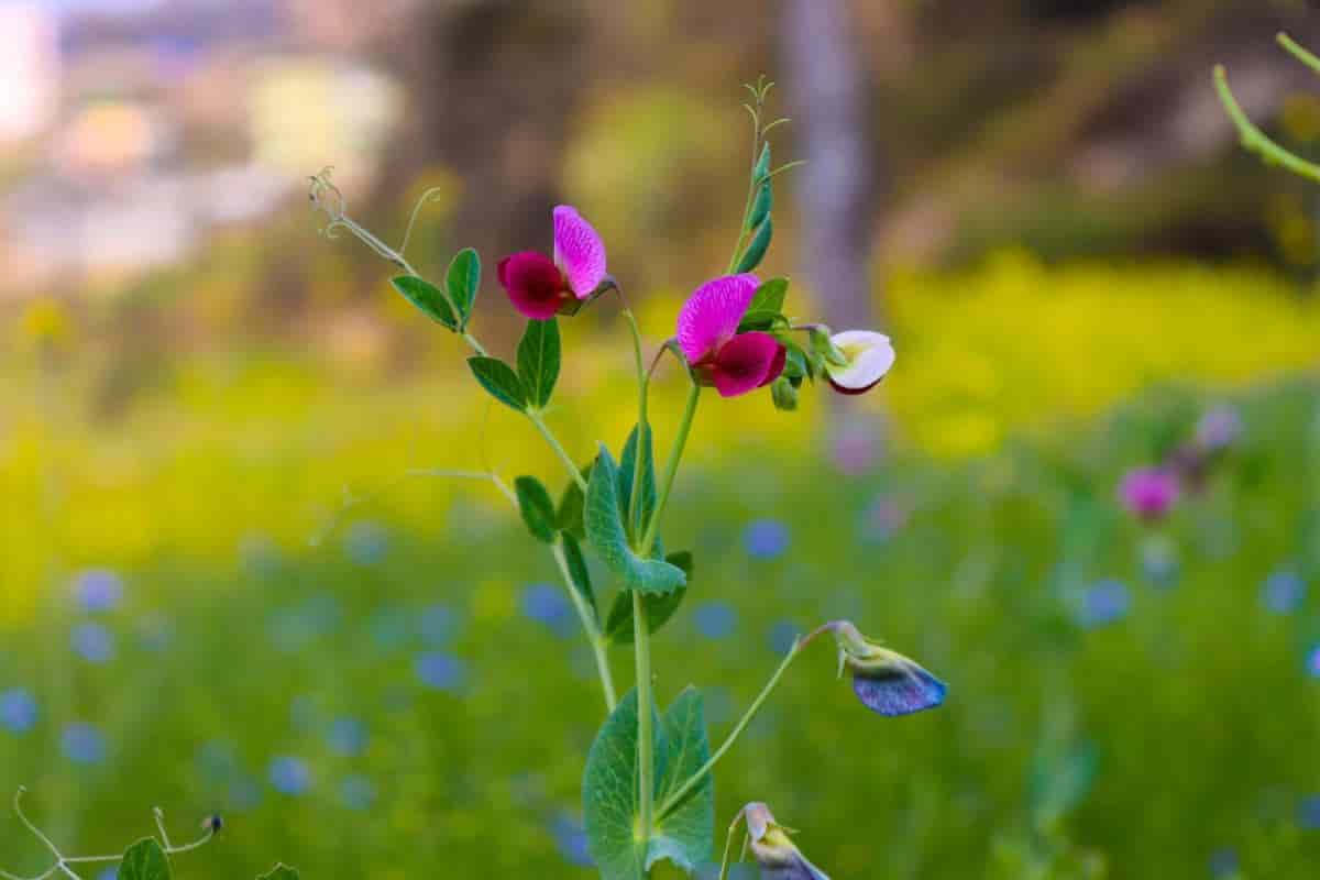Greenhouse Sweet Peas