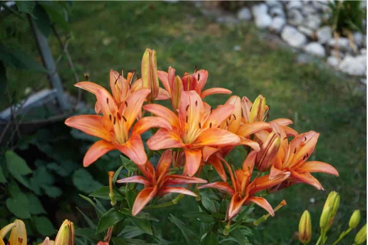 Gliding Lily