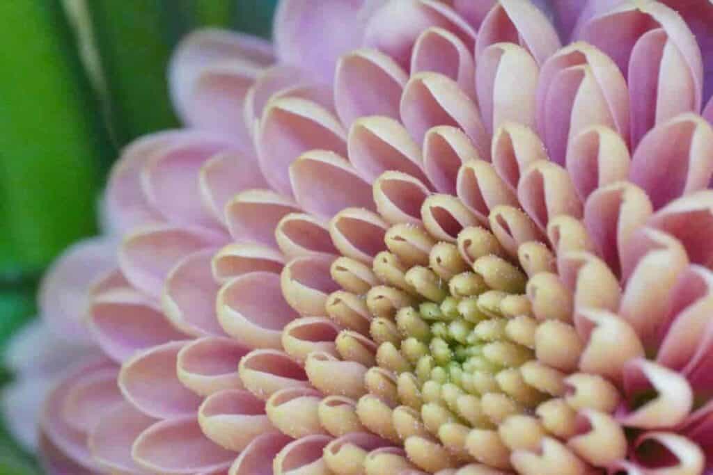 Mums in Colder Climates