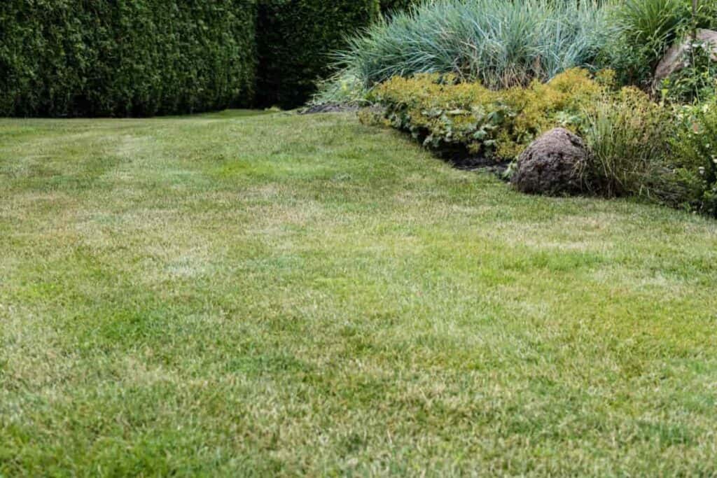Establishing Lawn