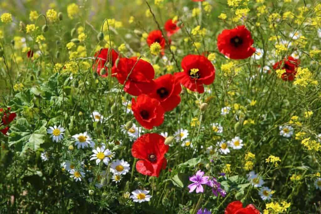 Wild Flowers