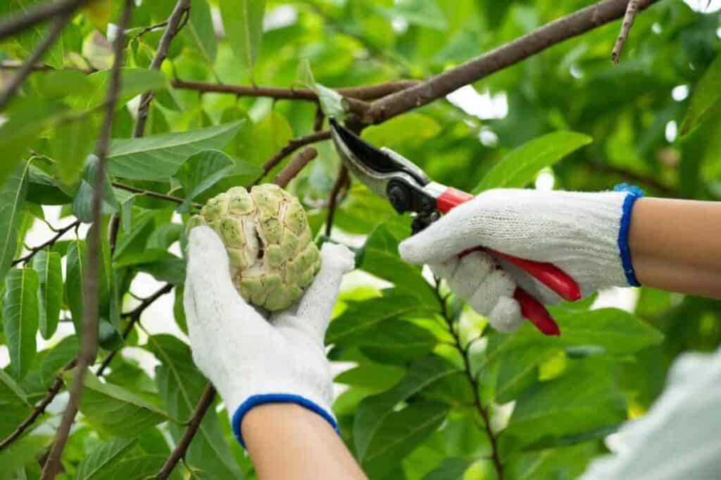 Pruning Fruit Trees