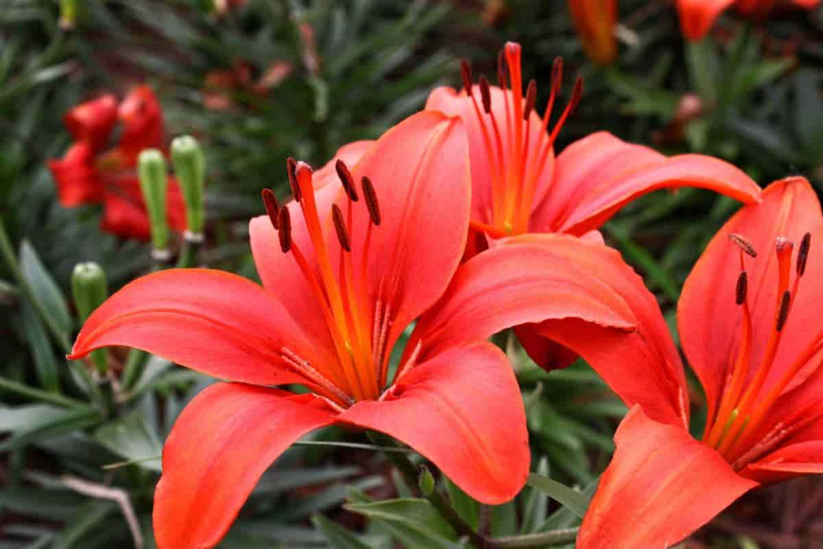 Propagate Lilies