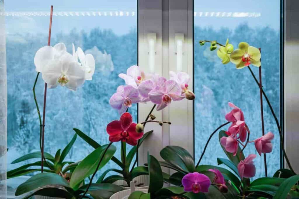 winter care healthy house plants