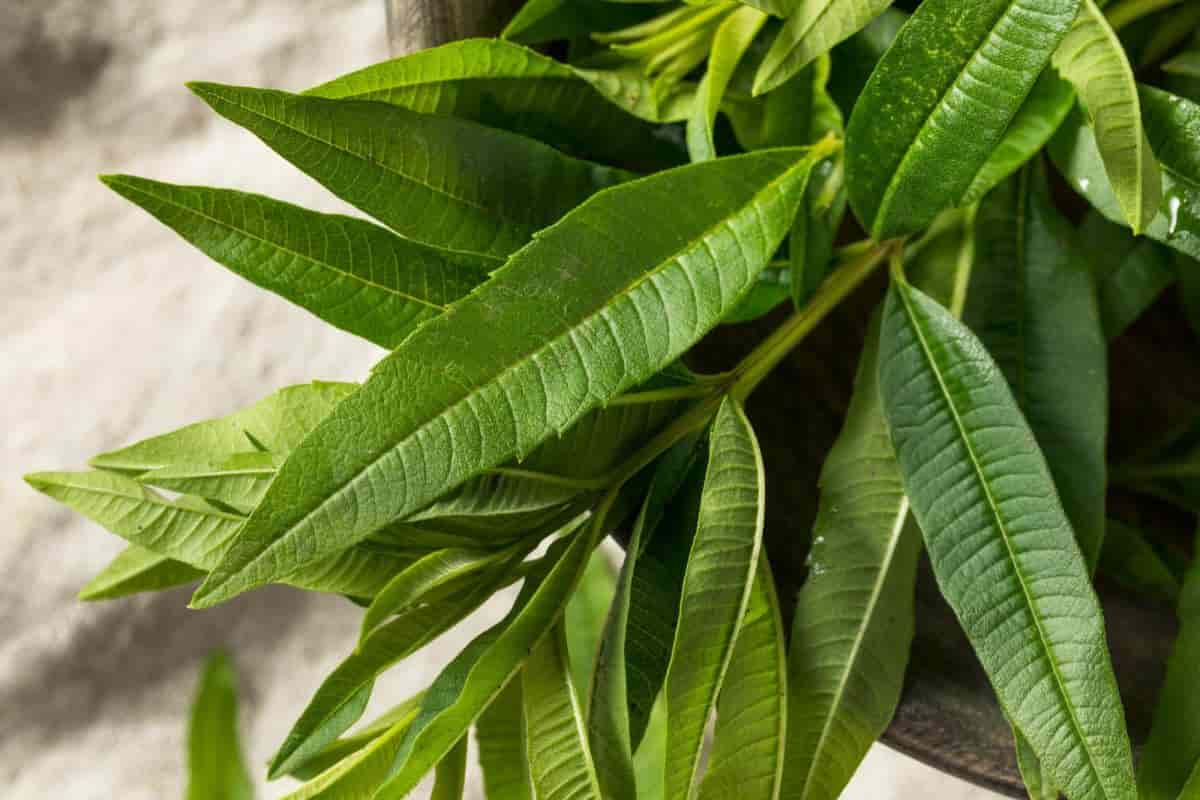 Herb Citronalis