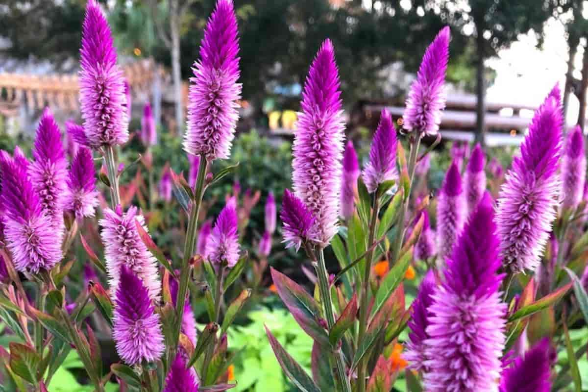 Bright Annuals