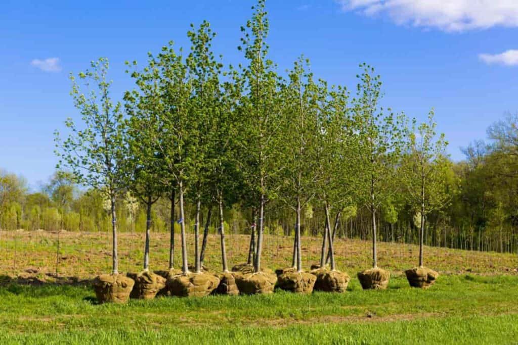 Trees To Plant