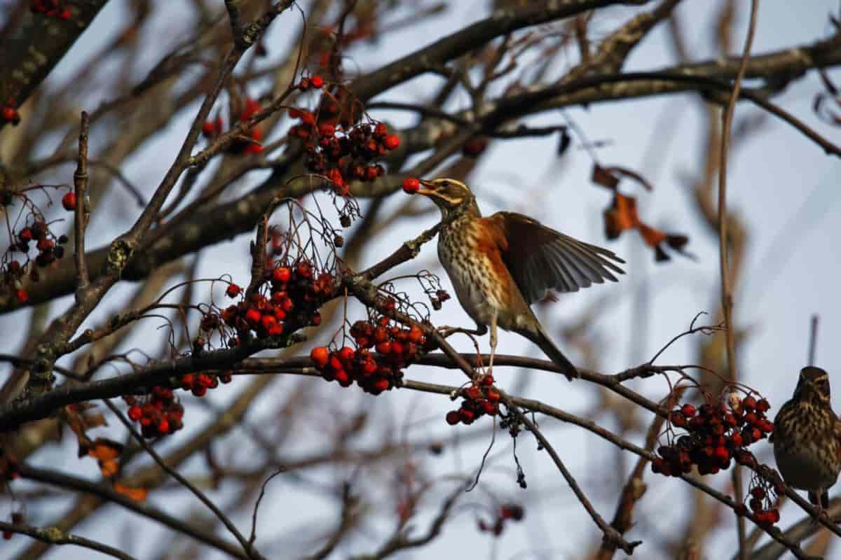 Colorful Birds