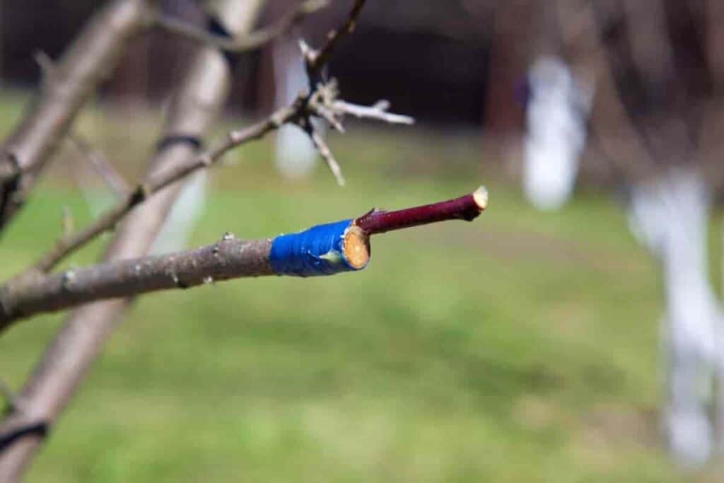 simple grafting procedures