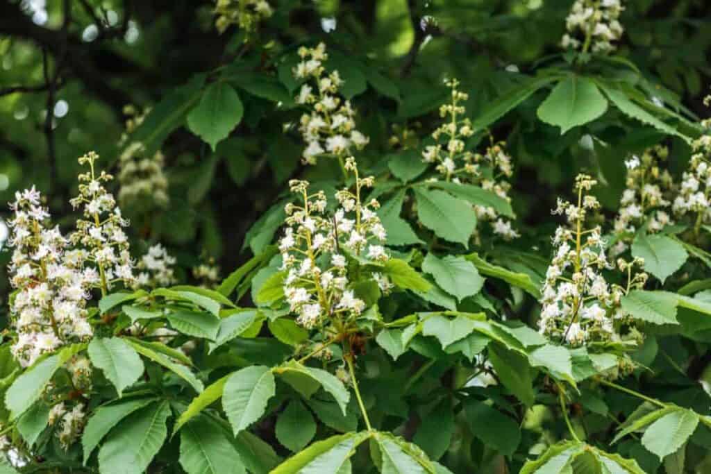 Flowering Plant