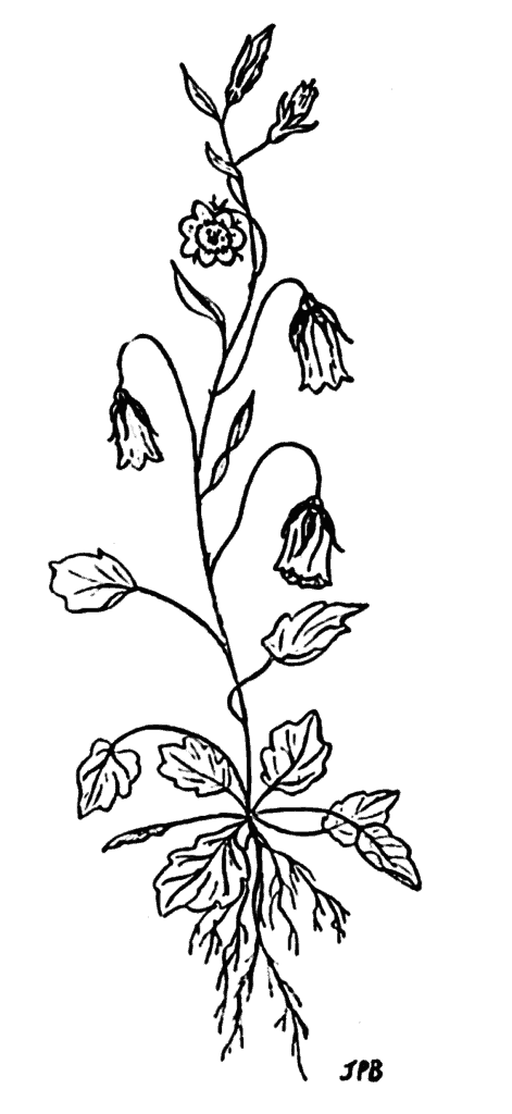 flowering plant