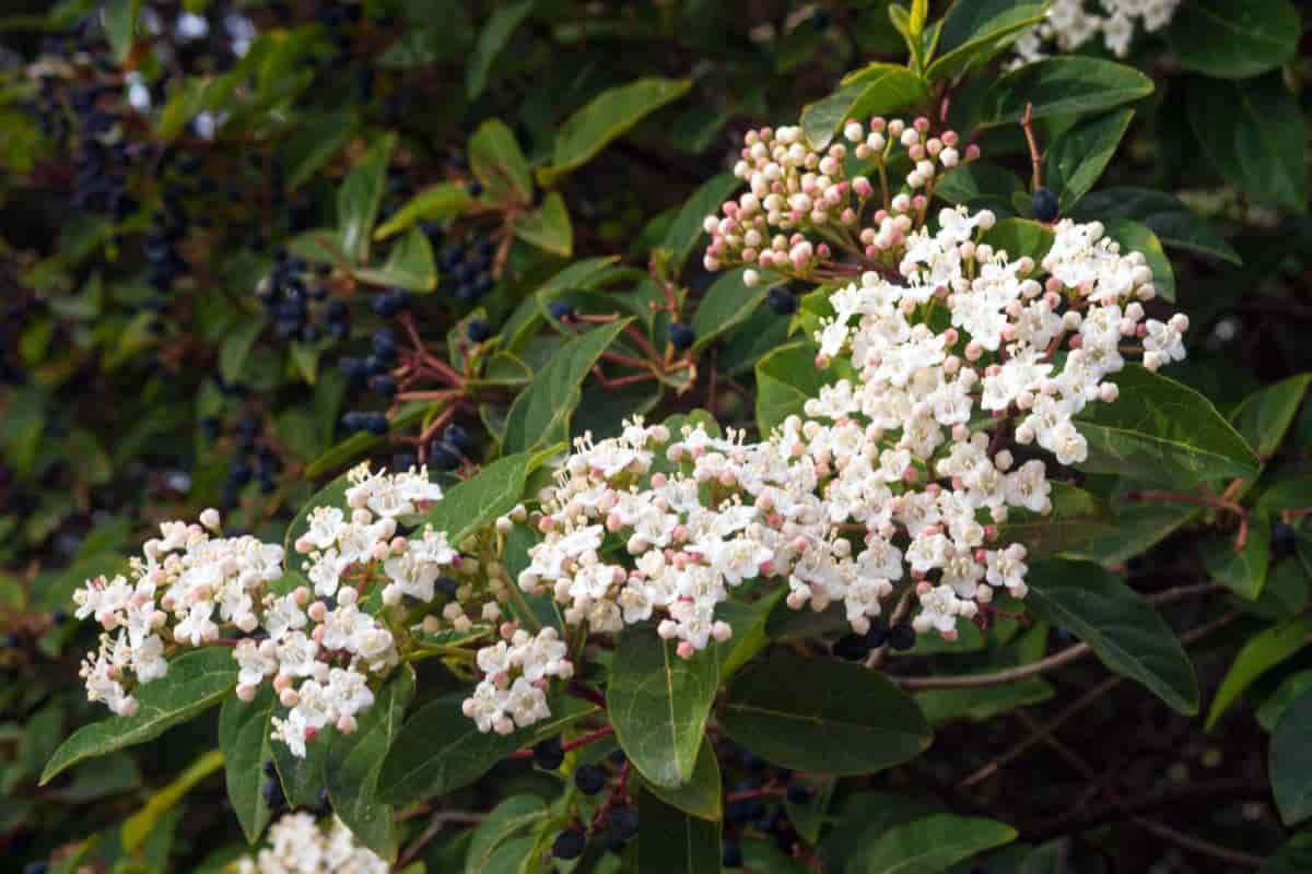 Fragrant Viburnum