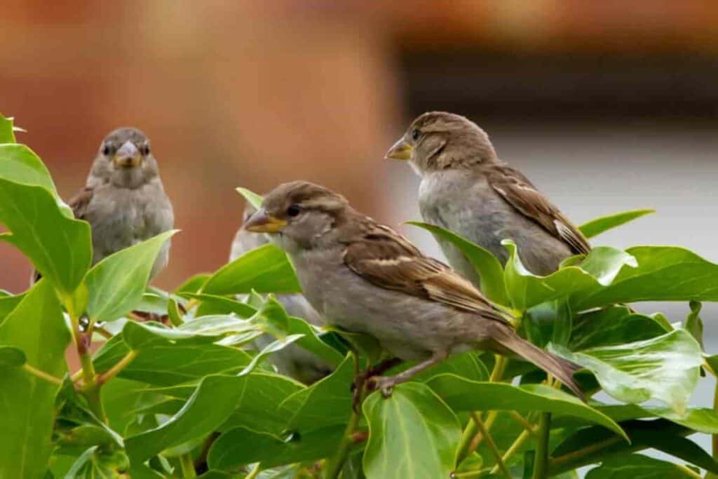 plants and birds
