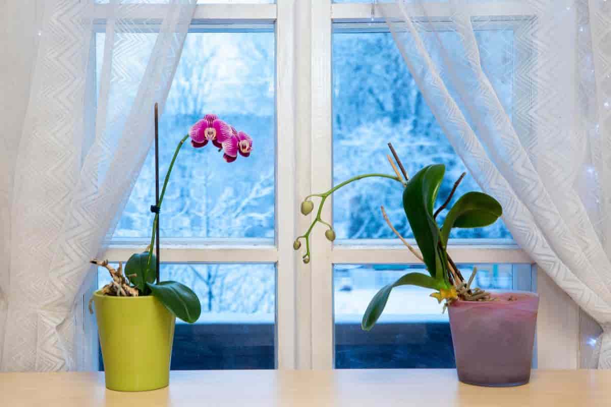 Indoor Orchids