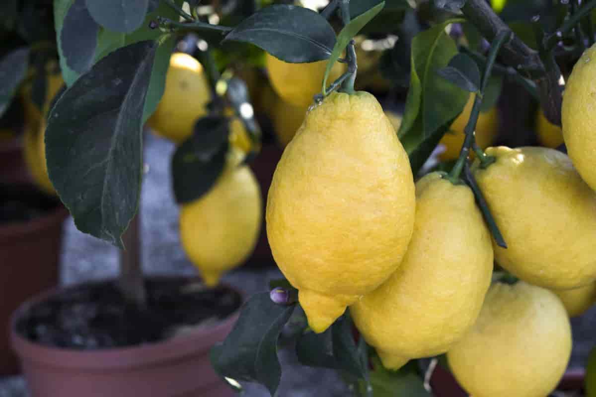 Potted Fruits