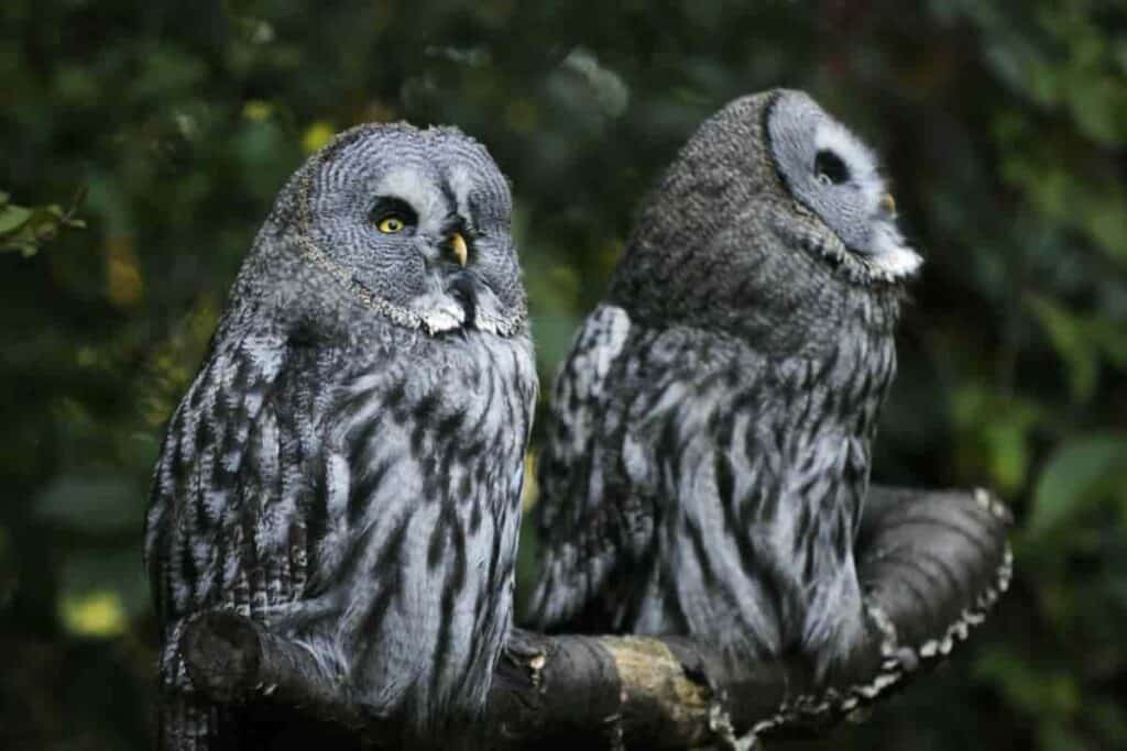 owls the valentine birds