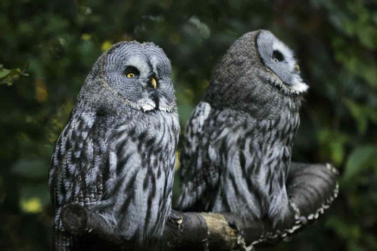 owls the valentine birds