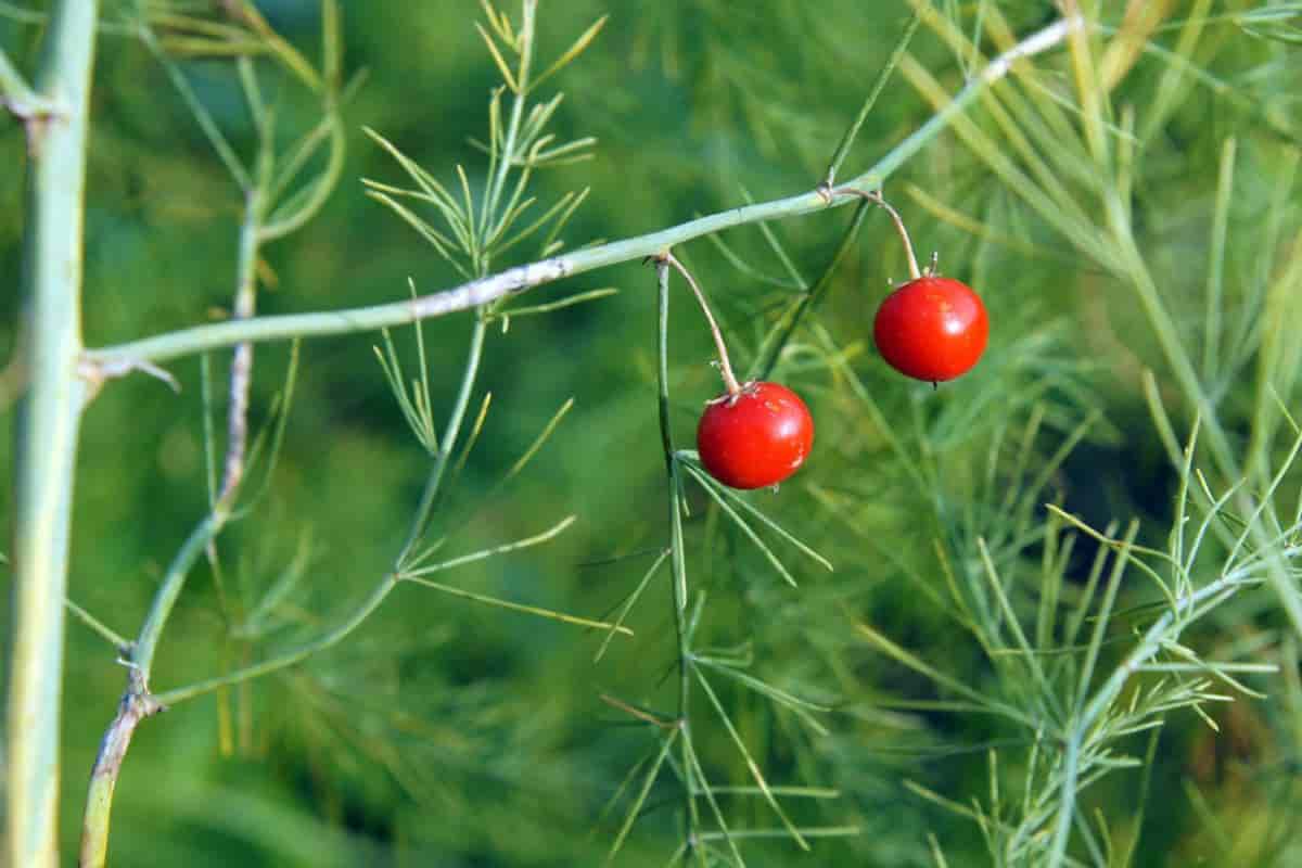 Grow Asparagus