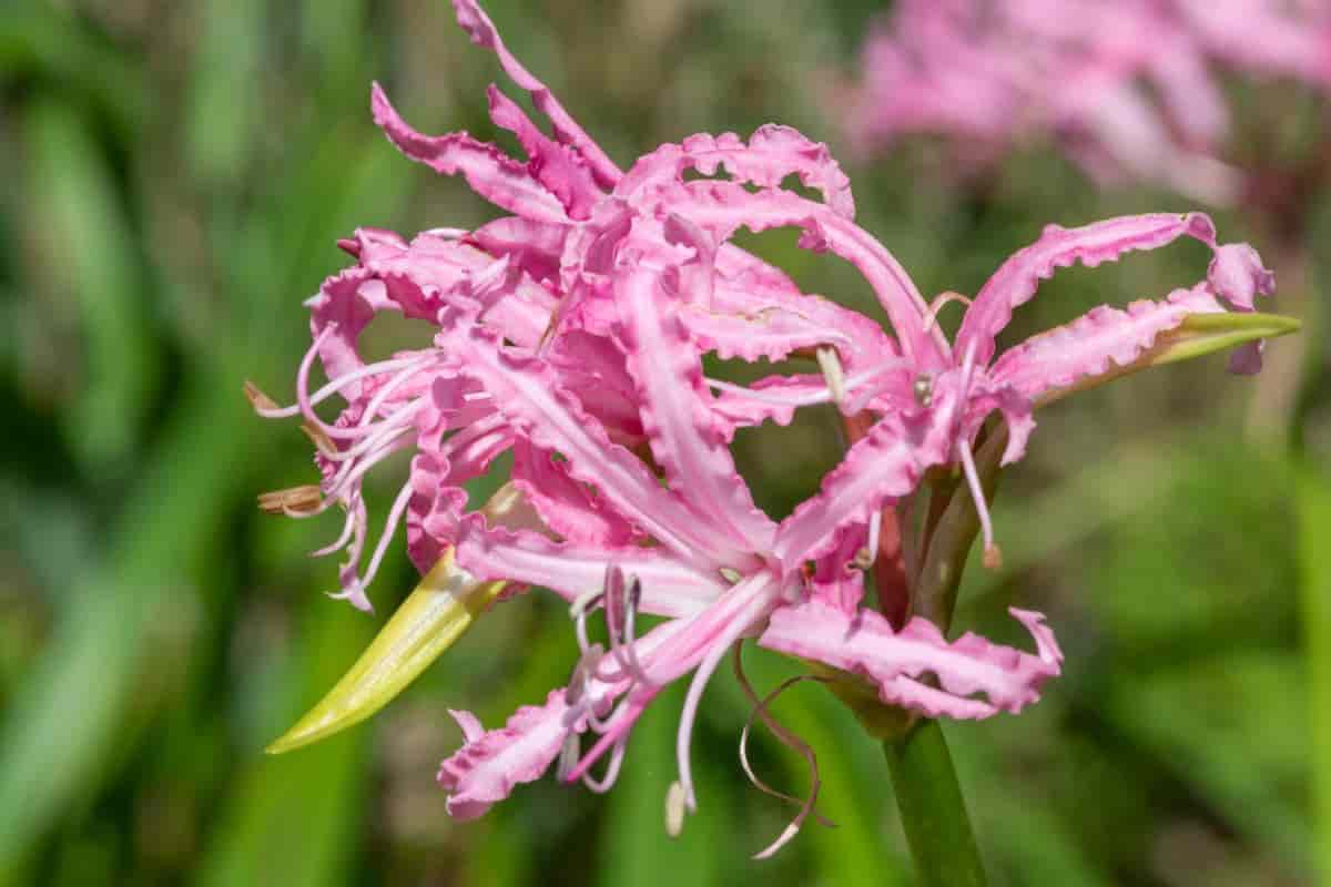 Lovely Nerine